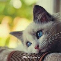 Avatar do usuário João